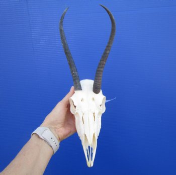 African Female Springbok Skull with 7-3/4 and 9 inches Horns <font color=red> Discount Priced</font> for $49.99