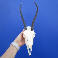African Female Springbok Skull with 7-3/4 and 9 inches Horns <font color=red> Discount Priced</font> for $49.99