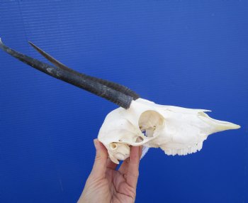 African Female Springbok Skull with 7-3/4 and 9 inches Horns <font color=red> Discount Priced</font> for $49.99
