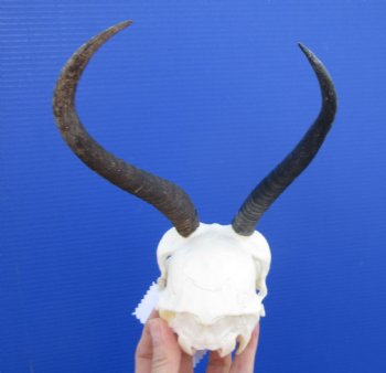 African Female Springbok Skull with 7-3/4 and 9 inches Horns <font color=red> Discount Priced</font> for $49.99