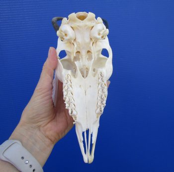 African Female Springbok Skull with 7-3/4 and 9 inches Horns <font color=red> Discount Priced</font> for $49.99