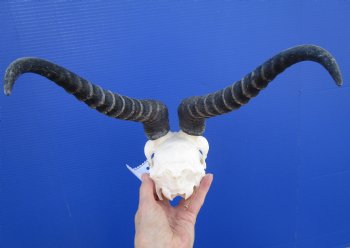  African Male Springbok Skull (few holes) with11-1/2 inches Horns for $69.99
