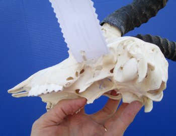  African Male Springbok Skull (few holes) with11-1/2 inches Horns for $69.99