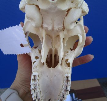  African Male Springbok Skull (few holes) with11-1/2 inches Horns for $69.99