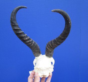 Nice African Male Springbok Skull with 11 and 10-1/2 inches <font color=red> Grade B</font> for $59.99