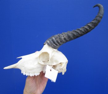 Nice African Male Springbok Skull with 11 and 10-1/2 inches <font color=red> Grade B</font> for $59.99