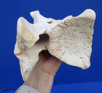 11-1/2 inches Genuine African Giraffe Neck Vertebra Bone for $64.99 (CITES301466)