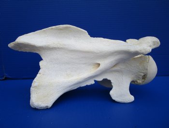 12-3/4 inches African Giraffe Neck Vertebra Bone for $64.99 (CITES301466)