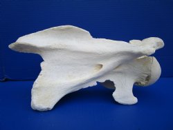 12-3/4 inches African Giraffe Neck Vertebra Bone for $64.99 (CITES301466)