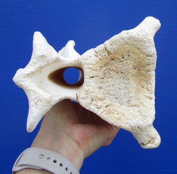 12-3/4 inches African Giraffe Neck Vertebra Bone for $64.99 (CITES301466)