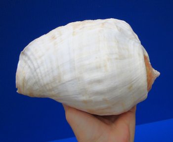 Eastern Pacific Giant Conch Shell 7-1/2 by 5-1/2 inches for $22.99 