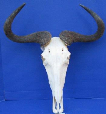 23-1/2 inches wide Large African Blue Wildebeest Skull and Horns <FONT COLOR=RED> Good Quality</font> for $94.99