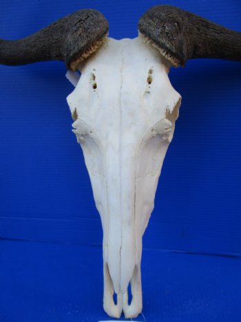 23-1/2 inches wide Large African Blue Wildebeest Skull and Horns <FONT COLOR=RED> Good Quality</font> for $94.99