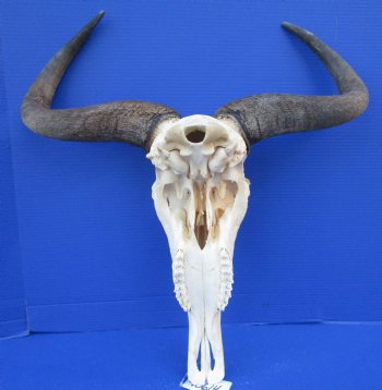 23-1/2 inches wide Large African Blue Wildebeest Skull and Horns <FONT COLOR=RED> Good Quality</font> for $94.99