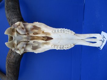 23-1/2 inches wide Large African Blue Wildebeest Skull and Horns <FONT COLOR=RED> Good Quality</font> for $94.99