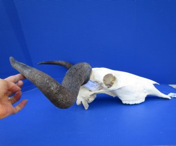23-1/2 inches wide Large African Blue Wildebeest Skull and Horns <FONT COLOR=RED> Good Quality</font> for $94.99