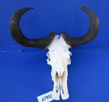 17-1/4 inches wide Male Black Wildebeest Skull with Horns for $114.99  <font color=red> SALE $94.99</font>