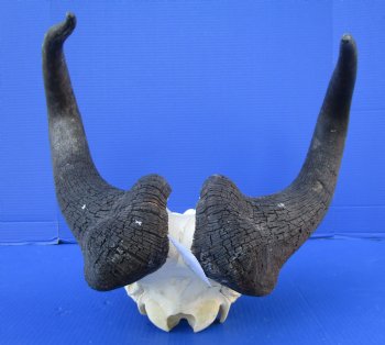 17-1/4 inches wide Male Black Wildebeest Skull with Horns for $114.99  <font color=red> SALE $94.99</font>