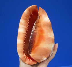 6-1/4 inches Authentic Red Cameo Shell, Bullmouth Helmet for $15.99