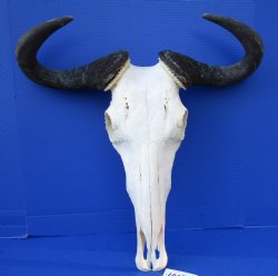 22-3/4 inches wide Large African Blue Wildebeest Skull and Horns for $94.99