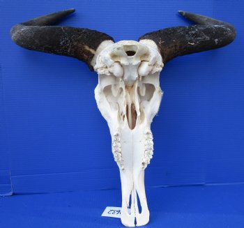 22-3/4 inches wide Large African Blue Wildebeest Skull and Horns for $94.99