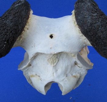 22-3/4 inches wide Large African Blue Wildebeest Skull and Horns for $94.99