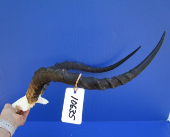 Large African Impala Skull Plate, Cap with 21-3/4 and 22-1/2 inches Horns for $64.99