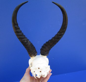  Male Springbok Skull with10 and 10-3/4 inches horns <font color=red> Grade B Quality</font> (missing tip of skull, holes) for $59.99