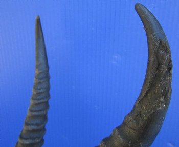 Male Springbok Skull with 8-1/2 inches horns <font color=red> Grade B Quality</font> for $59.99