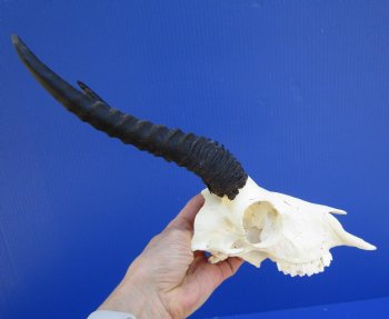 Male Springbok Skull with 8-1/2 inches horns <font color=red> Grade B Quality</font> for $59.99