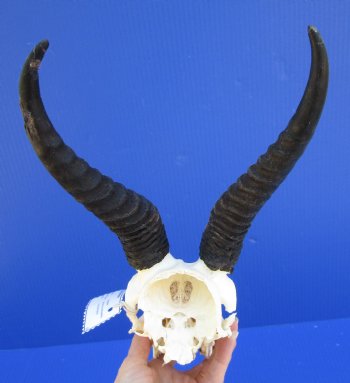 Male Springbok Skull with 8-1/2 inches horns <font color=red> Grade B Quality</font> for $59.99
