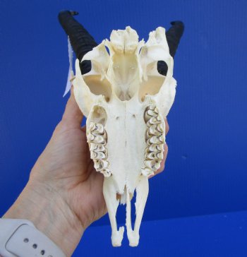 Male Springbok Skull with 8-1/2 inches horns <font color=red> Grade B Quality</font> for $59.99