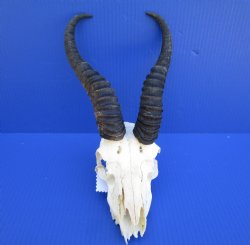 African Male Springbok Skull with 9-1/2 and 10 inches horns <font color=red> Grade B Quality</font> for $59.99