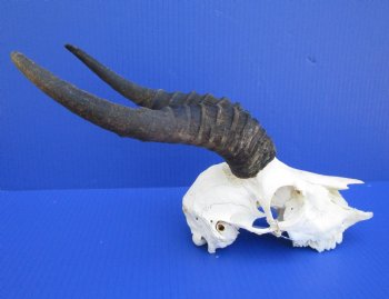 African Male Springbok Skull with 9-1/2 and 10 inches horns <font color=red> Grade B Quality</font> for $59.99
