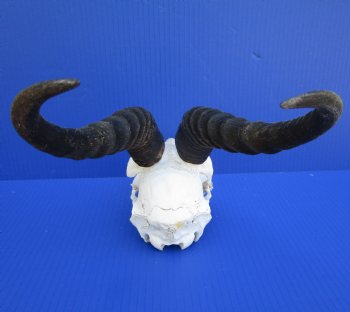 African Male Springbok Skull with 9-1/2 and 10 inches horns <font color=red> Grade B Quality</font> for $59.99