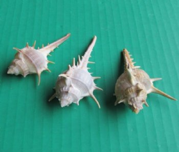 Murex Ternispina, Spiny Murex Shells 3 inches - 500 @ .20 each;  <font color=red> 2 Wholesale Cases</font> @ .13 each