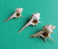 Murex Ternispina, Spiny Murex Shells 3 inches - 500 @ .20 each;  <font color=red> 2 Wholesale Cases</font> @ .13 each
