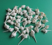White Murex Ternispina Seashells 3 to 3-3/4 inches <font color=red> Sharp Spines</font> - 50 @ .24 each