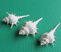 White Murex Ternispina Seashells <font color=red> Wholesale With Sharp Spines</font>  3 to 3-3/4 inches - 500 @ .18 each
