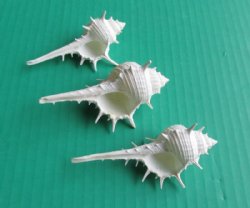 White Murex Ternispina Seashells 3 to 3-3/4 inches <font color=red> Sharp Spines</font> - 50 @ .24 each