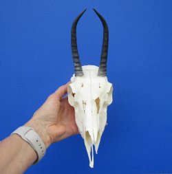 Female Springbok Damaged Skull with 5-1/2 inches <font color=red> Grade B Quality</font> for $44.99