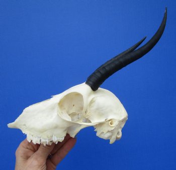 Female Springbok Damaged Skull with 5-1/2 and 5-3/4 inches Horns <font color=red> Craft Grade Quality</font> for $34.99