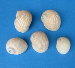 Natica Lineata Shells, Lined Moon Snails 1 to -1-1/2 inches  - $10.40 a kilo; 3 @ $9.40 a kilo