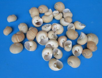 Natica Lineata Shells, Lined Moon Snails 1 to -1-1/2 inches  - $10.40 a kilo; 3 @ $9.40 a kilo