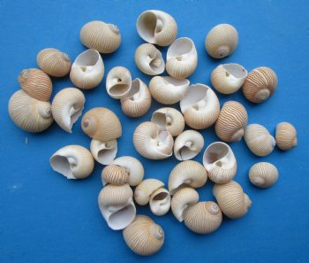 Natica Lineata Shells, Lined Moon Snails 1 to -1-1/2 inches  - $10.40 a kilo; 3 @ $9.40 a kilo