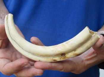  8 inches African Warthog Ivory Tusk, 3.3 ounces, <font color=red> 6-1/4 inches Solid</font> for $34.99