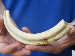  8 inches African Warthog Ivory Tusk, 3.3 ounces, <font color=red> 6-1/4 inches Solid</font> for $34.99