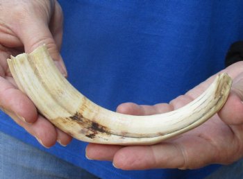  8 inches African Warthog Ivory Tusk, 3.3 ounces, <font color=red> 6-1/4 inches Solid</font> for $34.99