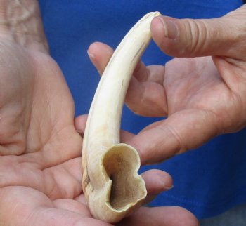  8 inches African Warthog Ivory Tusk, 3.3 ounces, <font color=red> 6-1/4 inches Solid</font> for $34.99