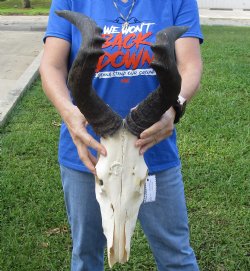 Red Hartebeest Skull with 19 and 19-1/4 inches Horns <font color=red> B-Grade </font>  for $64.99